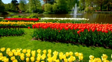 Keukenhof çiçek bahçesi. Çiçek açan lale çiçekleri ve çeşmeleri var. Dünyanın en büyük çiçek bahçelerinden biri. Lisse, Hollanda..