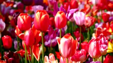 Çiçek açan laleler yakında çiçek açmış. Lisse, Hollanda..