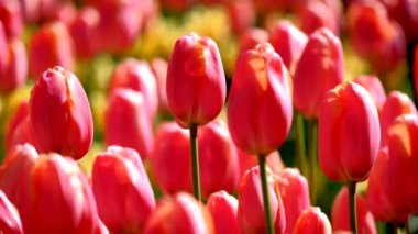 Çiçek açan laleler yakında çiçek açmış. Lisse, Hollanda..