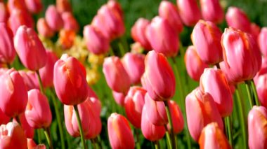 Çiçek açan laleler yakında çiçek açmış. Lisse, Hollanda..