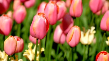 Çiçek açan laleler yakında çiçek açmış. Lisse, Hollanda..