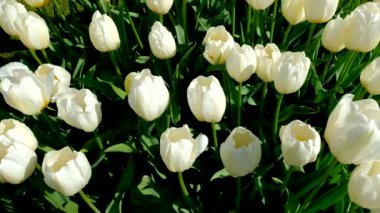 Çiçek açan laleler yakında çiçek açmış. Lisse, Hollanda..