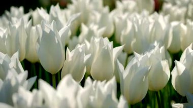 Keukenhof çiçek bahçesinde çiçek açan beyaz laleler, Avrupa Bahçesi olarak da bilinir. Dünyanın en büyük çiçek bahçelerinden biri. Lisse, Hollanda..