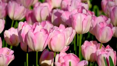 Çiçek açan laleler yakında çiçek açmış. Lisse, Hollanda..