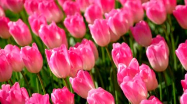 Çiçek açan laleler yakında çiçek açmış. Lisse, Hollanda..