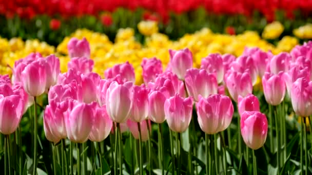Los Tulipanes Florecientes Florecen Cerca Lisse Países Bajos — Vídeos de Stock