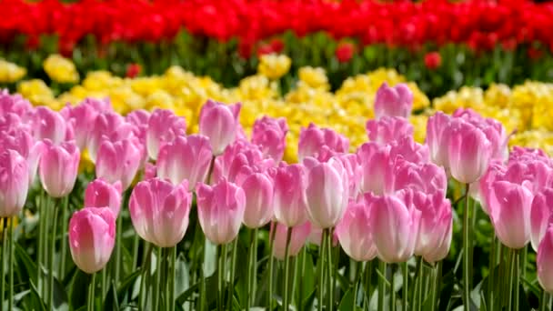 Blühende Tulpen Aus Nächster Nähe Lisse Niederlande — Stockvideo