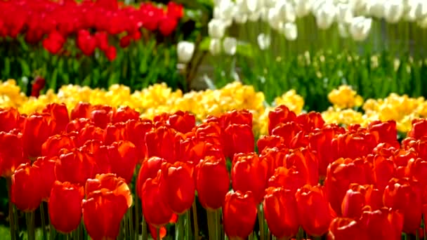 Kwitnące Czerwone Tulipany Kwitną Ogrodzie Kwiatowym Keukenhof Jednym Największych Świecie — Wideo stockowe