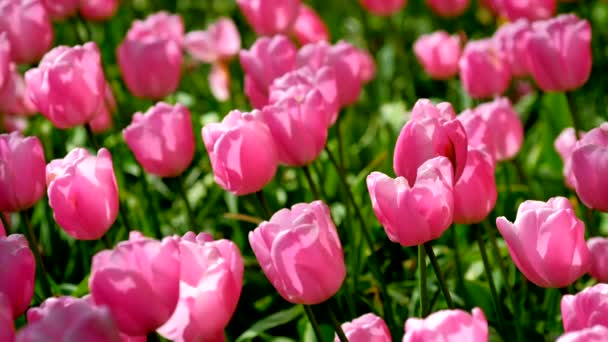 Цветущие Розовые Тюльпаны Клумба Keukenhof Цветочный Сад Известный Сад Европы — стоковое видео