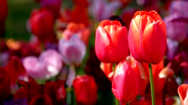 Parterre Tulipes Fleuries Dans Jardin Fleuri Keukenhof Également Connu Sous — Video