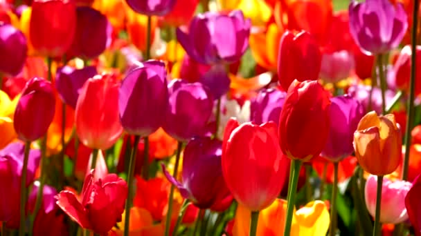 Los Tulipanes Florecientes Florecen Cerca Lisse Países Bajos — Vídeo de stock