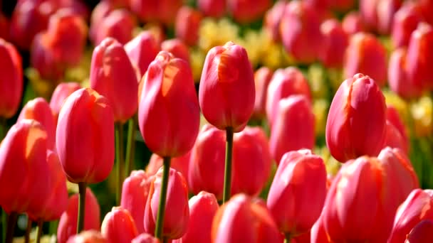 Kwitnące Tulipany Kwitną Bliska Lisse Holandia — Wideo stockowe