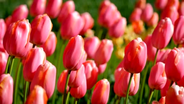 Tulipani Fioriti Aiuola Vicino Lisse Paesi Bassi — Video Stock
