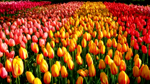 Цветущие Клумбы Тюльпанов Близко Лиссе Нидерланды — стоковое видео