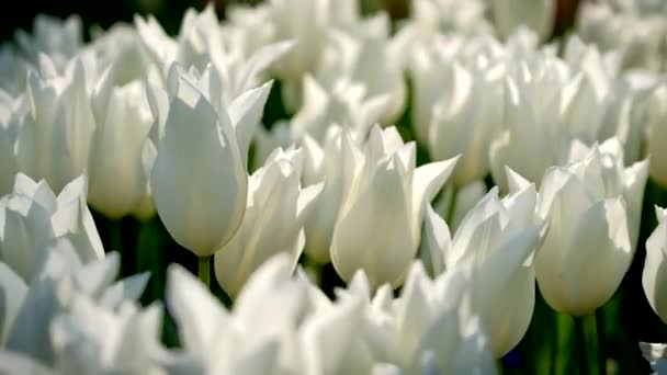 Tulipani Fioriti Aiuola Vicino Lisse Paesi Bassi — Video Stock