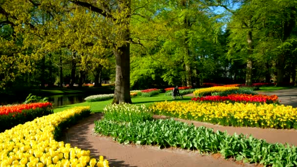 Keukenhof Цветочный Сад Цветущими Клумбами Тюльпана Один Крупнейших Мире Цветочных — стоковое видео