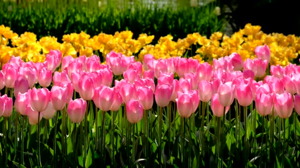 Floraison Des Tulipes Lit Fleurs Près Lisse Pays Bas — Video