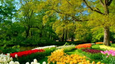 Keukenhof çiçek bahçesi ve çiçek açan lale çiçekleri. Dünyanın en büyük çiçek bahçelerinden biri. Lisse, Hollanda..