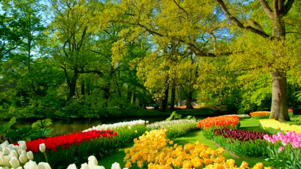 Keukenhof Blumengarten Mit Blühenden Tulpenbeeten Einer Der Größten Blumengärten Der — Stockvideo