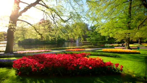 キューケンホフ花園 咲くチューリップの花壇 世界最大の花園です オランダ — ストック動画