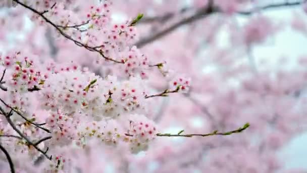 Flor Cereja Sakura Florescendo Fundo Coréia Sul — Vídeo de Stock