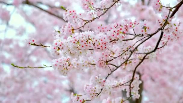 Flor Cereja Sakura Florescendo Fundo Coréia Sul — Vídeo de Stock