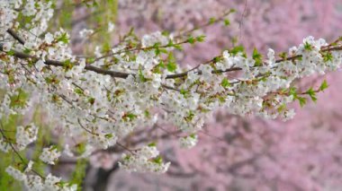 Çiçek açan sakura kiraz çiçeği arka plan bahar, Güney Kore