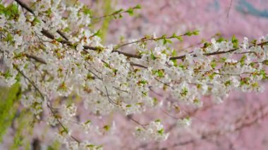 Çiçek açan sakura kiraz çiçeği arka plan bahar, Güney Kore