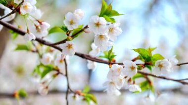 Baharda açan kiraz çiçekleri, Güney Kore 'de kapanıyor.
