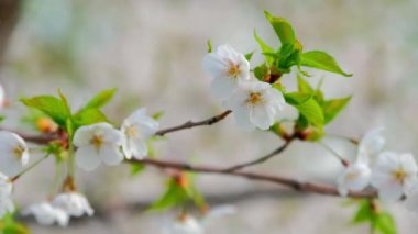 Baharda açan kiraz çiçekleri, Güney Kore 'de kapanıyor.