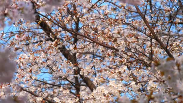 Florescimento Sakura Cereja Flor Fundo Primavera Seul Coréia Sul — Vídeo de Stock