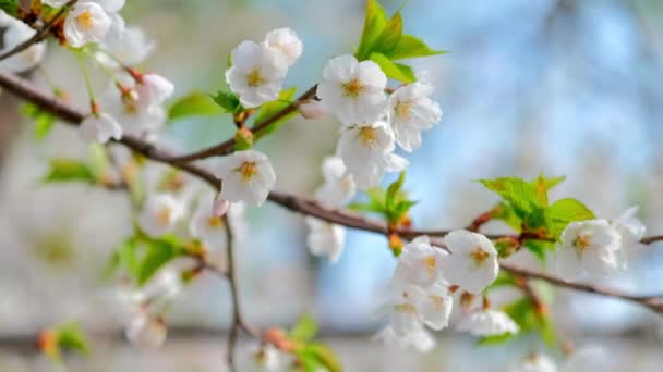 Blühende Sakura Kirschblüte Frühling Aus Nächster Nähe Südkorea — Stockvideo