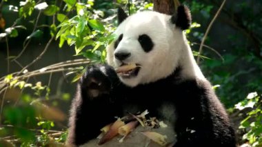 Çin turistik cazibesi - dev panda bambu yiyor. Chengdu, Sichuan, Çin
