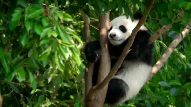 Ağaçtaki dev panda yavrusu. Chengdu, Sichuan, Çin