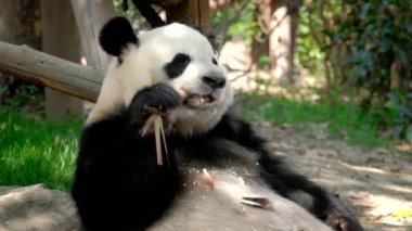 Çin turistik cazibesi - dev panda bambu yiyor. Chengdu, Sichuan, Çin