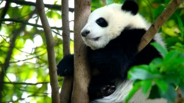 Ağaçtaki dev panda yavrusu. Chengdu, Sichuan, Çin