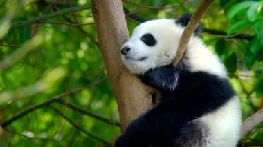 Ağaçtaki dev panda yavrusu. Chengdu, Sichuan, Çin