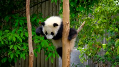 Şirin dev panda yavrusu ağaca tırmanıyor. Chengdu, Sichuan, Çin
