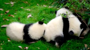 Üç sevimli dev panda yavrusu oynuyor. Chengdu, Sichuan, Çin
