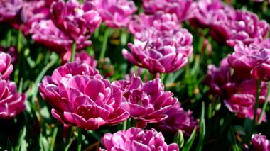 Keukenhof bahçesinde, dünyanın en büyük çiçek bahçelerinden biri ve popüler turistik merkezlerden biri olan Avrupa Bahçesi olarak da bilinen çift geç açan laleler (şakayık çiçekli laleler). Lisse, Hollanda