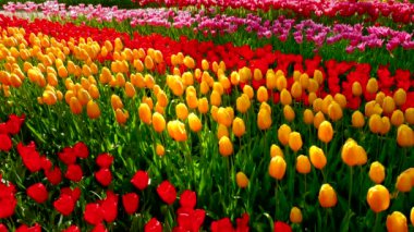 Keukenhof çiçek bahçesinde açan laleler Avrupa Bahçesi olarak da bilinir. Dünyanın en büyük çiçek bahçelerinden biri. Lisse, Hollanda..