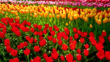 Keukenhof çiçek bahçesinde açan laleler Avrupa Bahçesi olarak da bilinir. Dünyanın en büyük çiçek bahçelerinden biri. Lisse, Hollanda..