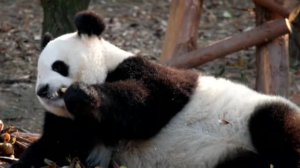 Çin Turistik Cazibesi Dev Panda Bambu Yiyor Chengdu Sichuan Çin — Stok video