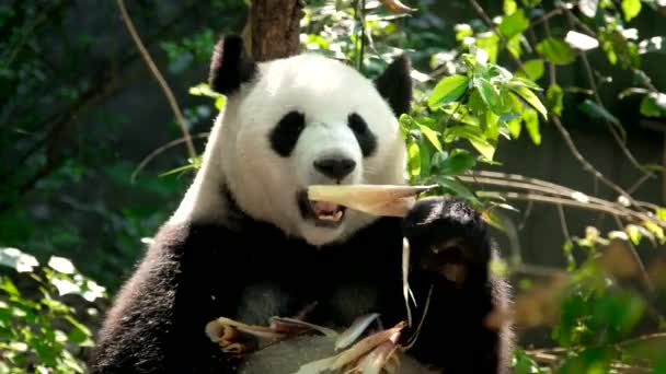 Κινέζικο Τουριστικό Αξιοθέατο Γιγαντιαίο Πάντα Αρκούδα Τρώει Μπαμπού Chengdu Sichuan — Αρχείο Βίντεο