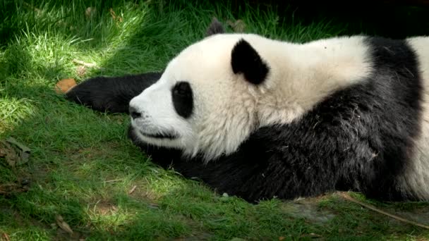 Chińska Atrakcja Turystyczna Olbrzymi Niedźwiedź Panda Śpi Chengdu Syczuan Chiny — Wideo stockowe