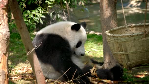 Attrazione Turistica Cinese Panda Gigante Orso Mangiare Bambù Chengdu Sichuan — Video Stock