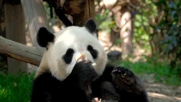 Chińska Atrakcja Turystyczna Olbrzymi Niedźwiedź Panda Jedzący Bambus Chengdu Syczuan — Wideo stockowe