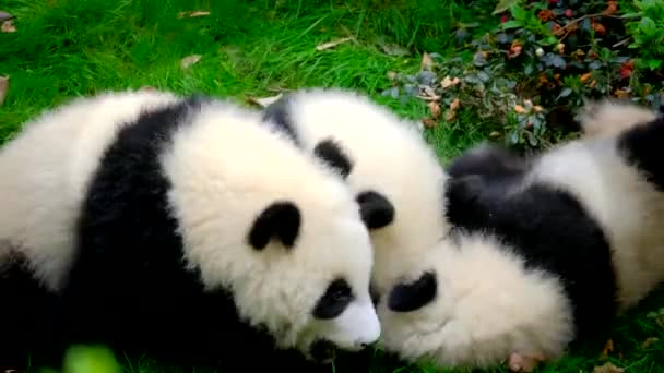 Tři Roztomilá Panda Medvídě Hrající Chengdu Sichuan Čína — Stock video
