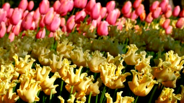 Квітучі Клумбі Жовті Тюльпани Кекенхоф Квітник Також Відомий Саду Європи — стокове відео