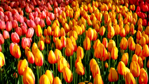 Kvetoucí Tulipány Kvetou Květinové Zahradě Keukenhof Známé Také Jako Zahrada — Stock video